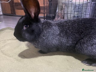 Continental Giant rabbits Continental Giant - Advert 4