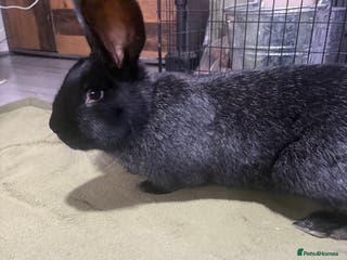 Continental Giant rabbits Continental Giant - Advert 14