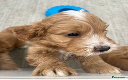 Cockapoo dogs for sale: Cockapoo puppy  - Image 8