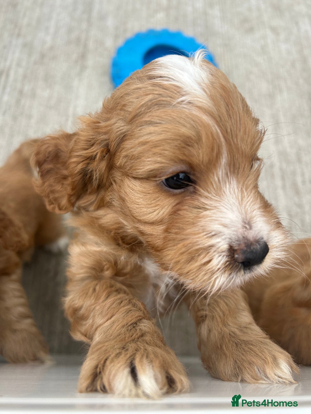 Cockapoo dogs for sale: Cockapoo puppy  - Image 8