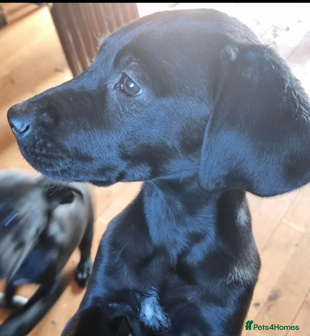 Mixed Breed dogs for sale: German Shorter x Labrador Pups - Advert 2