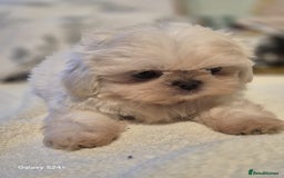 Shih Tzu dogs for sale: Outstanding Imperial Shih Tzu Pups - Image 17