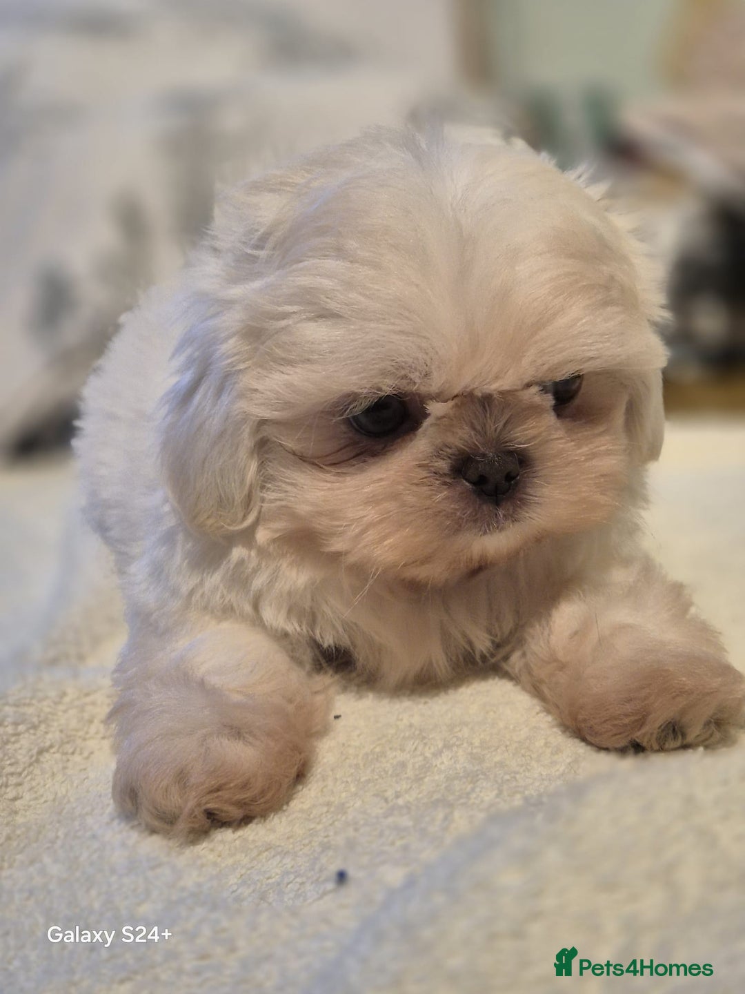 Shih Tzu dogs for sale: Outstanding Imperial Shih Tzu Pups - Image 17