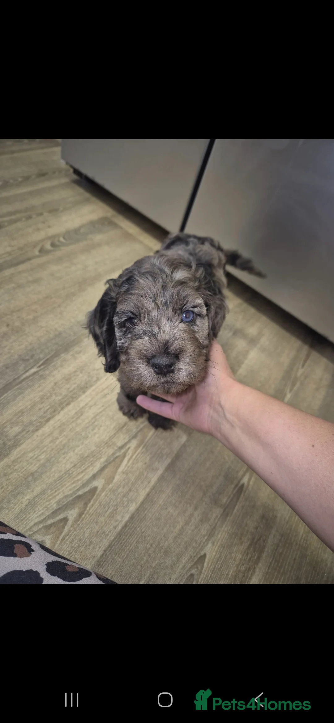 Cocker Spaniel dogs for stud: Merle Cocker Spaniel stud  - Advert 7