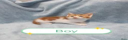 Mixed Breed cats for sale: Beautiful FLUFFY kittens VIDEOS - Advert 6