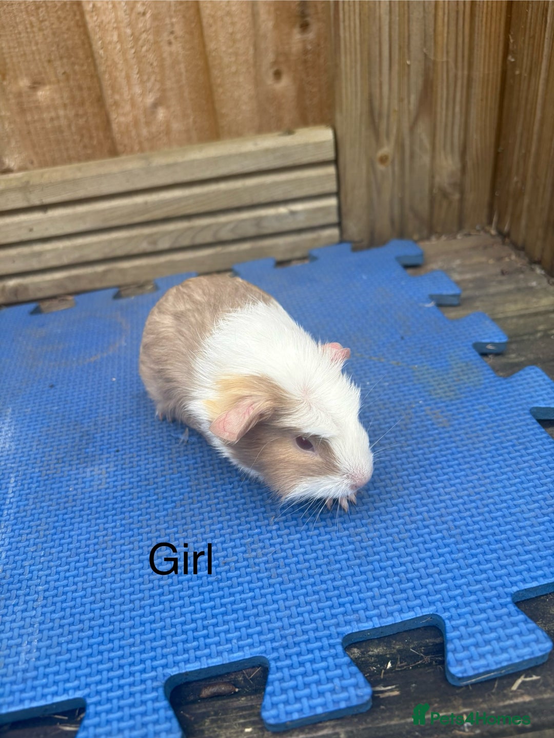 Guinea Pig rodents for sale: Ready 20th August gorgeous guinea pigs - Image 4