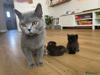 Mixed Breed cats Adorable Half British Shorthair Female Kittens 🐾 - Advert 2