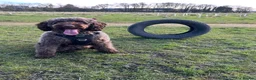 Cockapoo dogs for sale: Ozzy 🐾 4 year old male cockapoo for adoption - Advert 1
