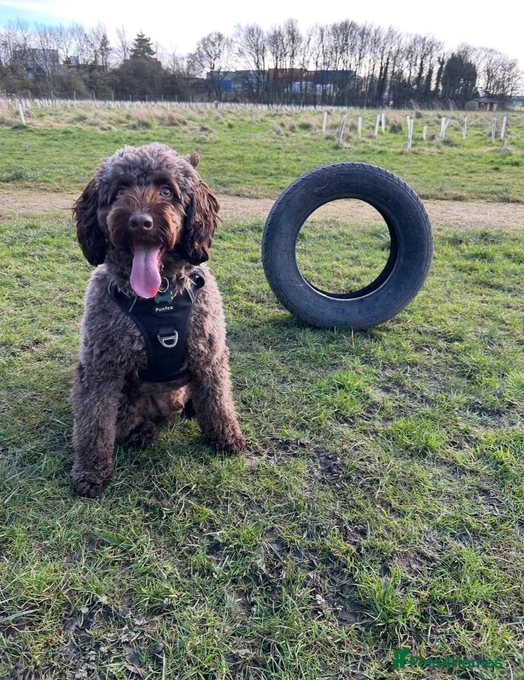 Cockapoo dogs for sale: Ozzy 🐾 4 year old male cockapoo for adoption - Advert 1