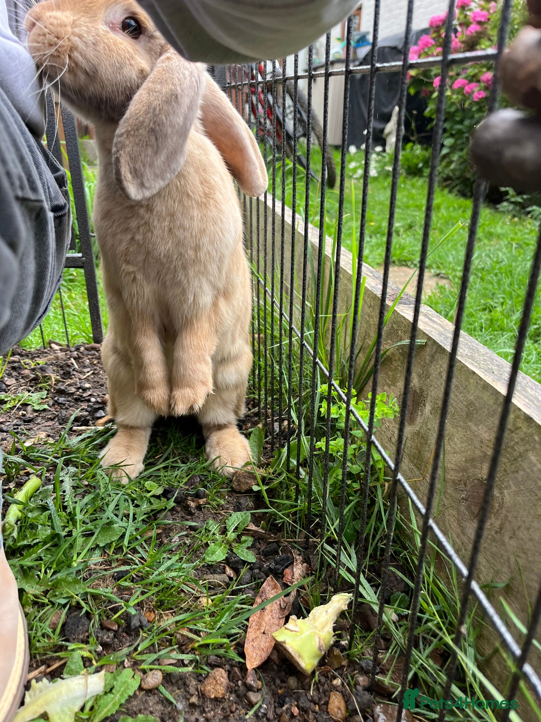 English Lop rabbits for sale: Flopsy English Lop, hutch and toys! - Image 7
