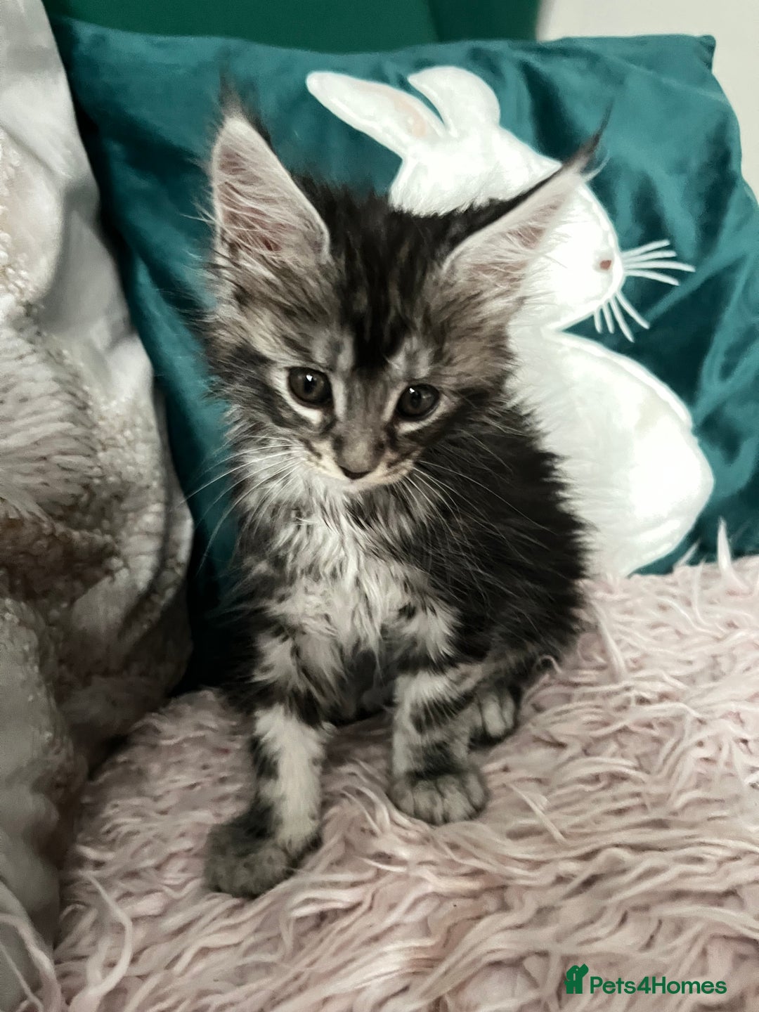 Maine Coon cats for sale: XXL Maine Coon kittens 🔥rare Black Smoke  - Image 22