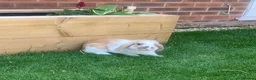 Mixed Breed rabbits for sale: Male rabbit looking for a new home in Lincoln - Advert 3