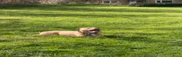 American Bully dogs for sale: Lovely standard American bully fully 8 months - Advert 6