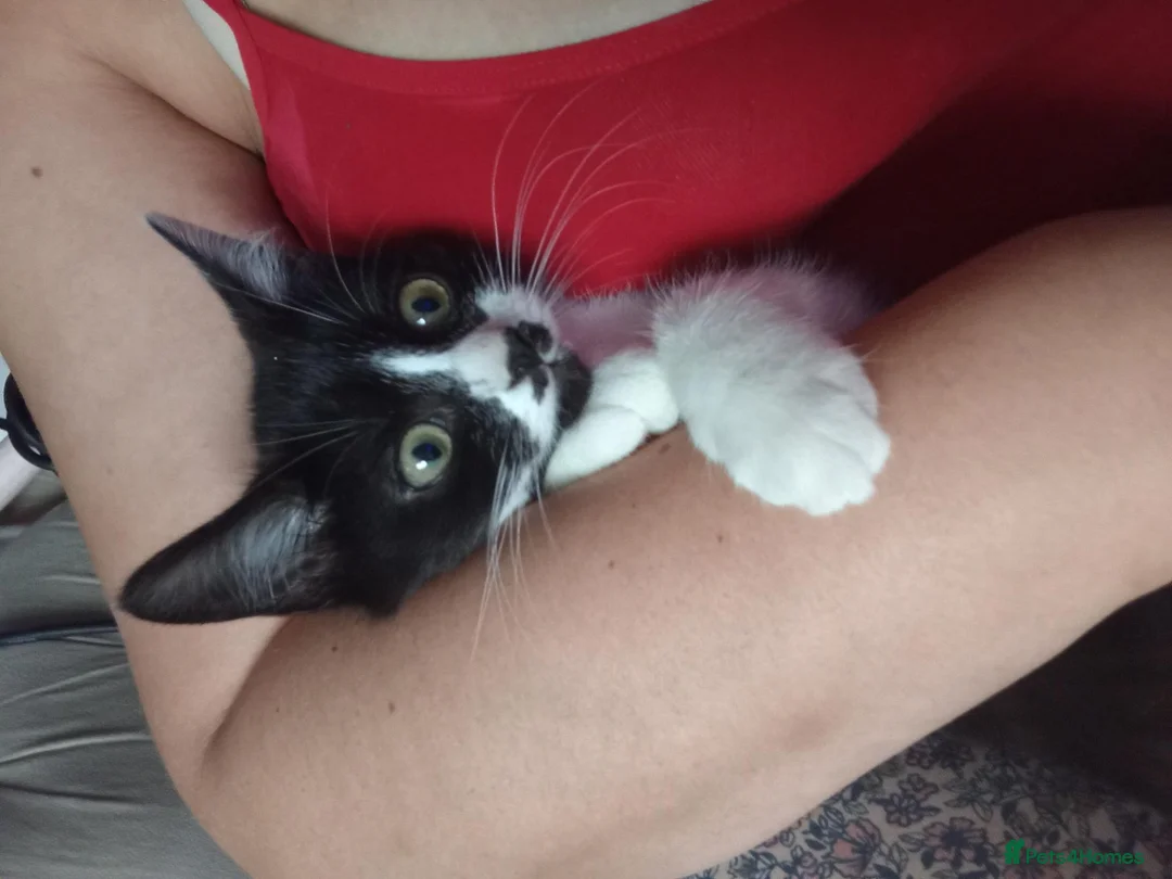 Mixed Breed cats for sale: Brother and sister  - Advert 2
