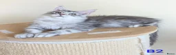 Maine Coon cats for sale: Male Maine Coons - Advert 9