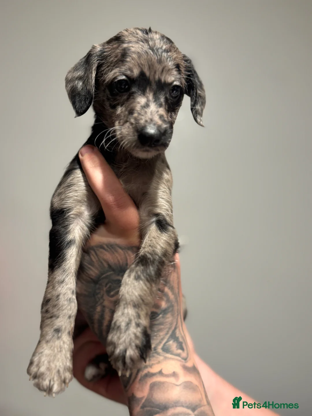 Mixed Breed dogs for sale: Whippoos  - Advert 2