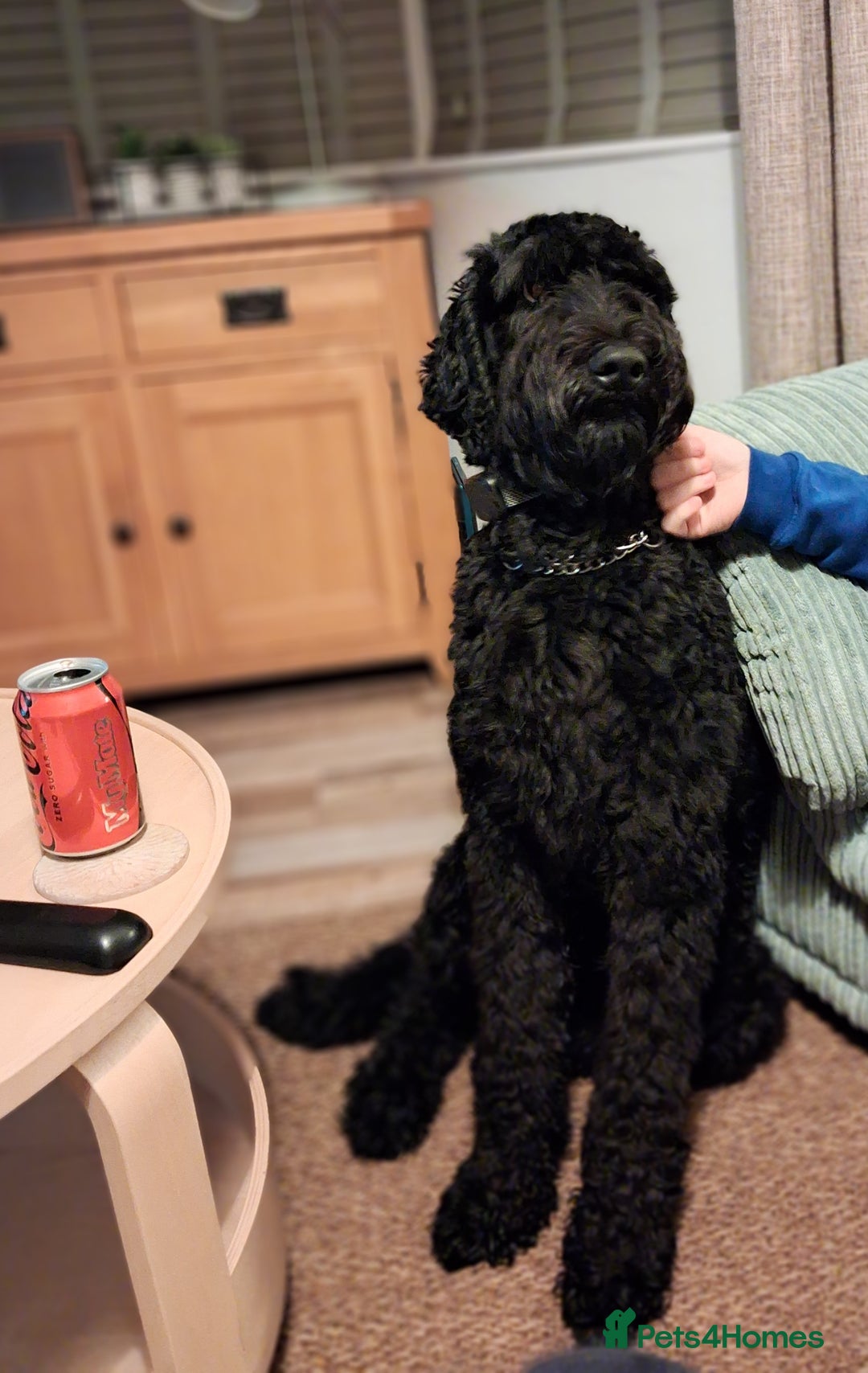 Mixed Breed dogs for sale: Giant schnauzer x standard poodle - Advert 2