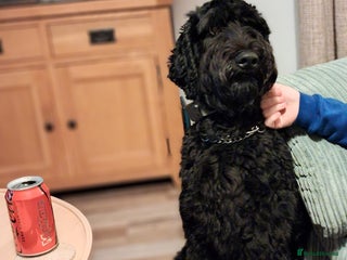 Mixed Breed dogs Giant schnauzer x standard poodle - Advert 8