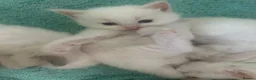 Ragdoll cats for sale: Beautiful ragdolls - Advert 10