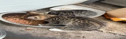 Mixed Breed cats for sale: Two beautiful Kittens  - Advert 3