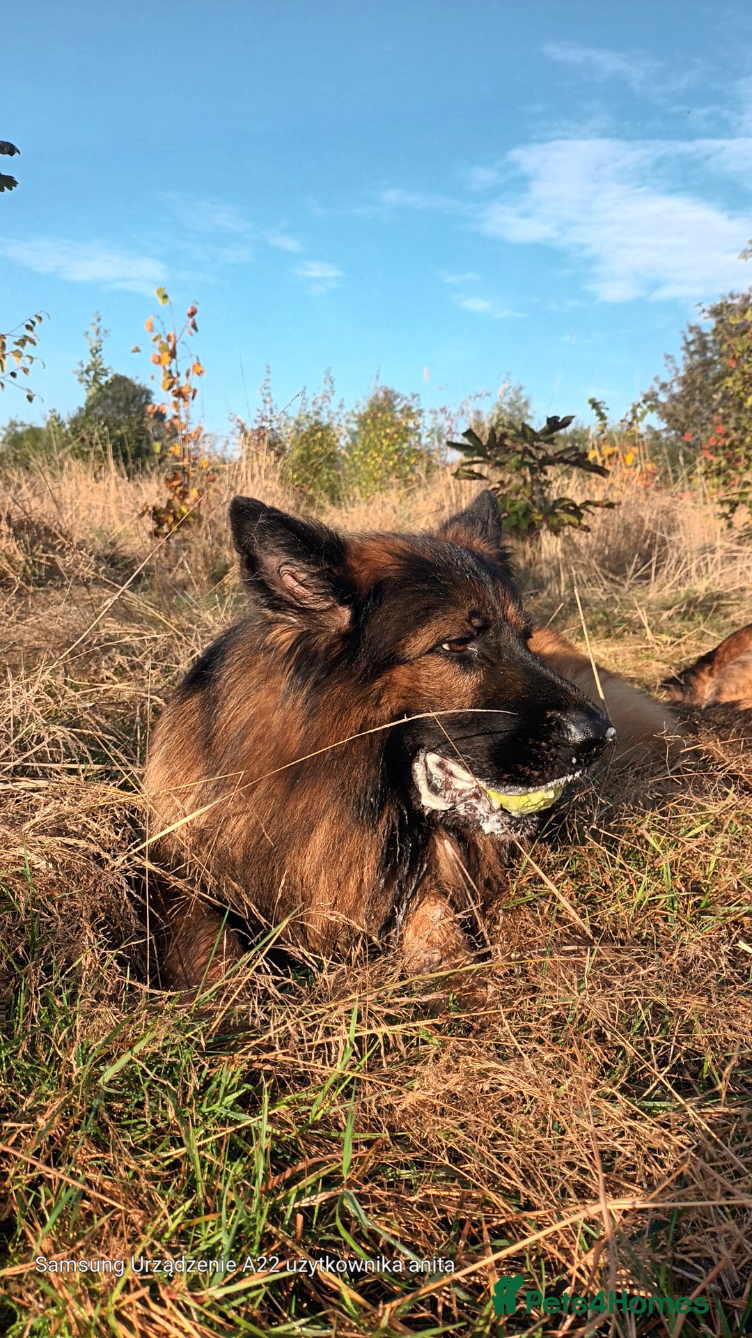 German Shepherd dogs for stud: Best blood stud - Image 2