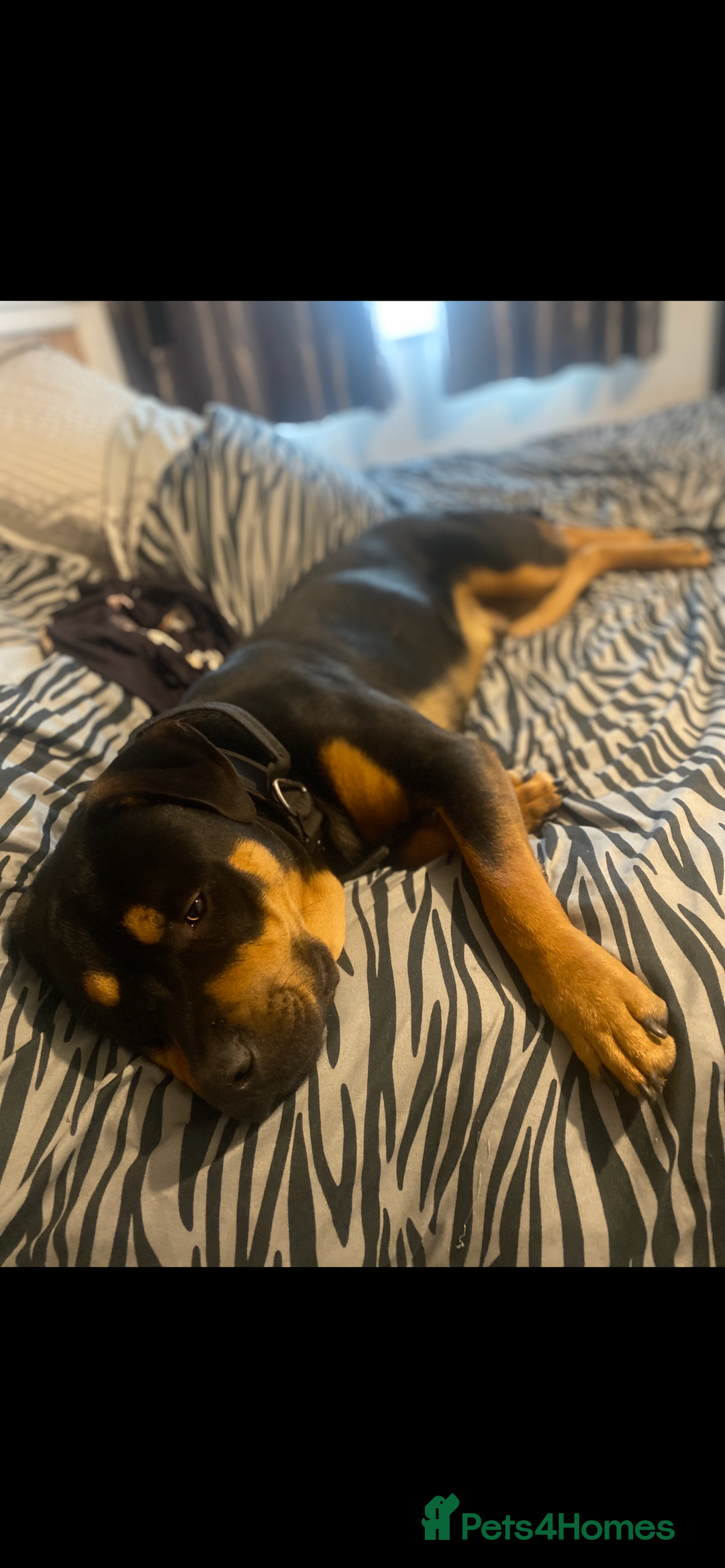 Mixed Breed dogs for sale: Two male  - Image 3