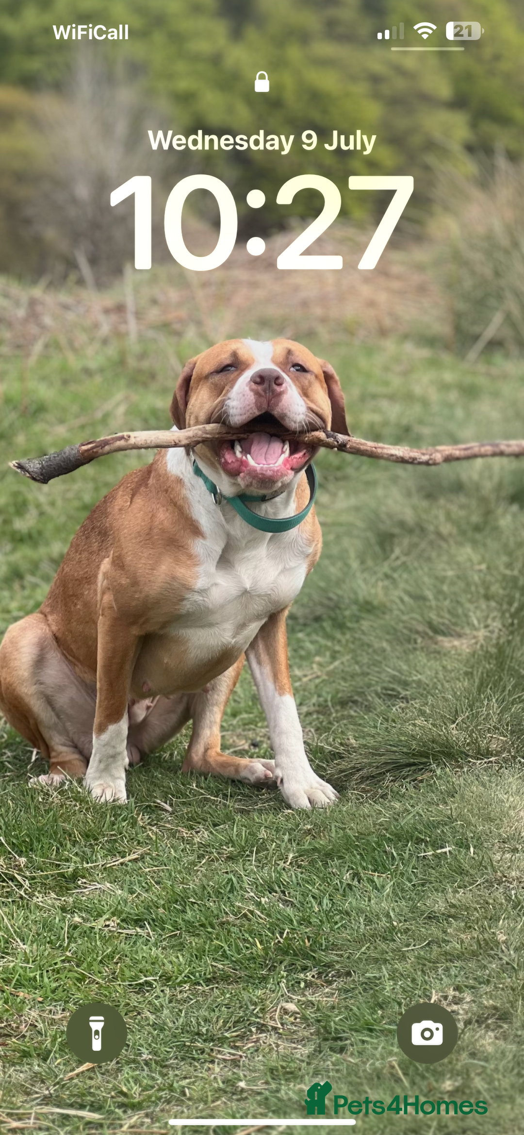 Mastiff dogs for sale: Karma  - Image 2