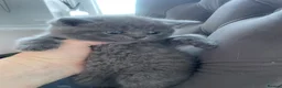 British Shorthair cats for sale: Champion Bloodline British shorthair kittens - Advert 13