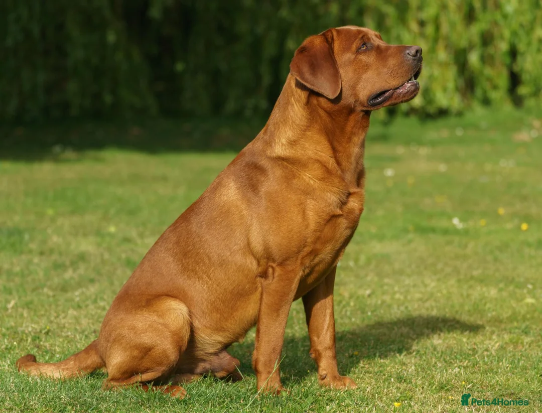 Labrador Retriever dogs for sale: Fox Red Labrador Puppies FOR SALE in Ripon - Advert 5