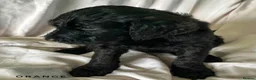 Newfypoo dogs for sale: 8 Beautiful F1 Newfypoo Puppies  - Advert 10