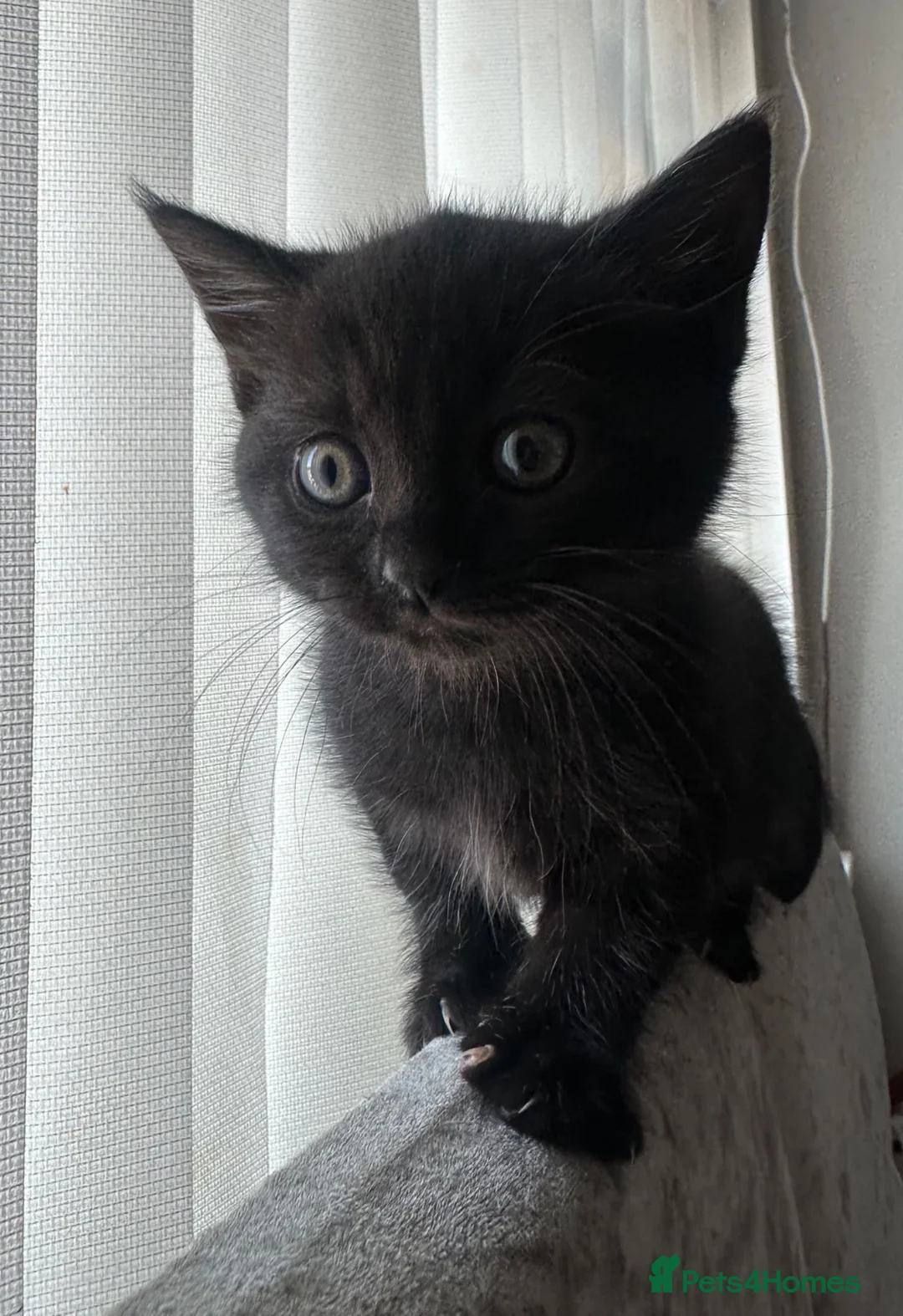 Mixed Breed cats for sale: 3 Beautiful British short hair cross kittens. in Swansea - Advert 4