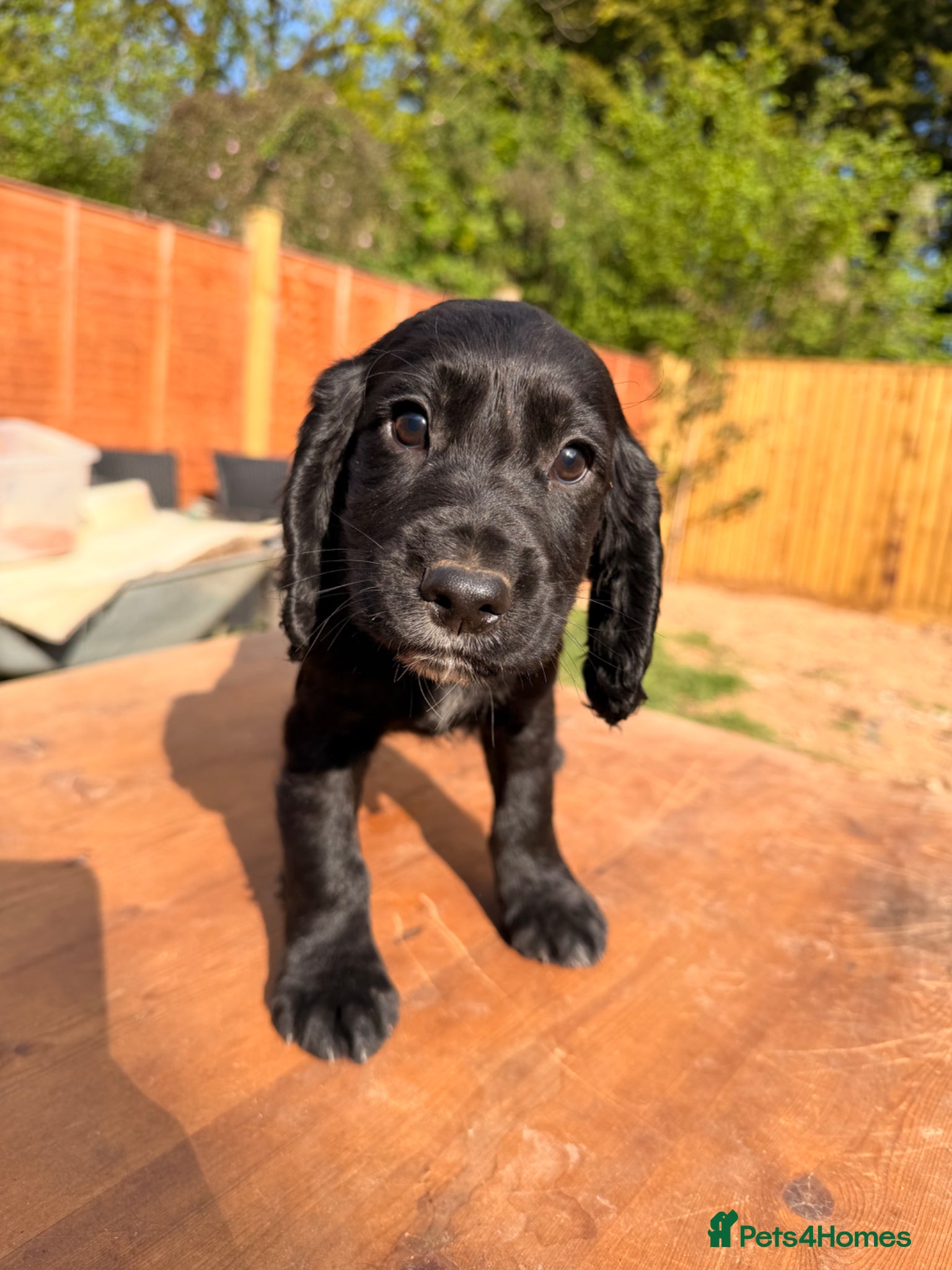 Cocker Spaniel dogs Working cocker spaniel puppies  - Advert 3