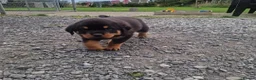 Rottweiler dogs for sale: Excellent Heritage and Exceptional Potential Pups in Cardiff - Advert 7