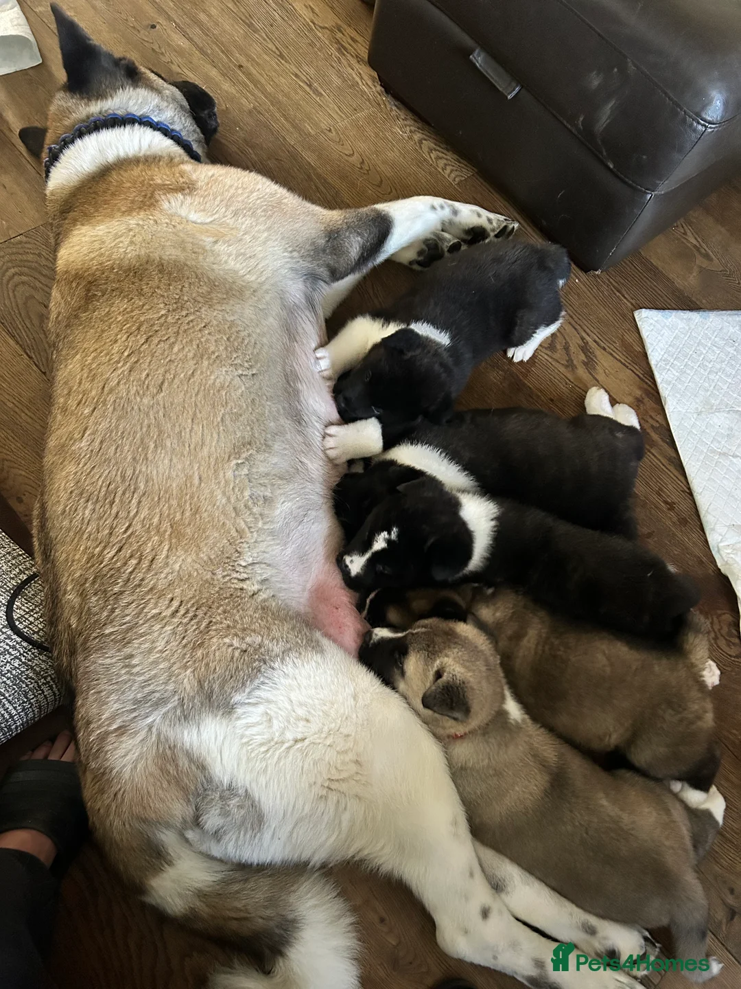 Akita dogs for sale: American Akita Puppy - Advert 2