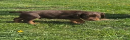 Cocker Spaniel dogs for sale: 🤎 (((READY NOW))) KC Working Cocker Spaniels 🤎 - Advert 17
