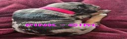 Mixed Breed dogs for sale: Kelpie x Collie Puppies - Advert 4