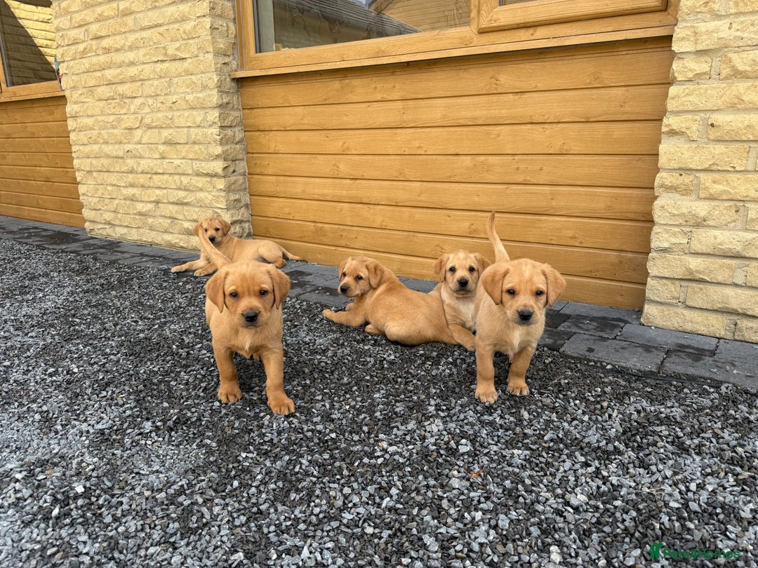 Labrador Retriever dogs for sale: Outstanding KC Registered Fox Red Labs  🐾🩵 in Newton Aycliffe - Image 13