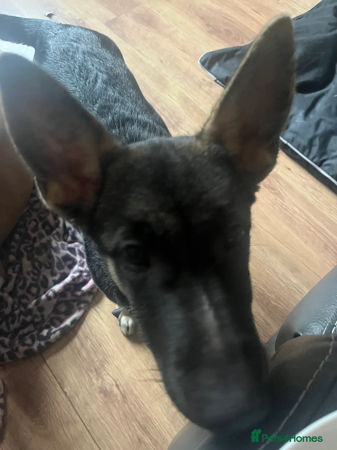 Shepsky dogs for sale: Shepsky puppy - Advert 3