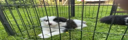 Border Collie dogs for sale: Stunning border collie pups  - Advert 8
