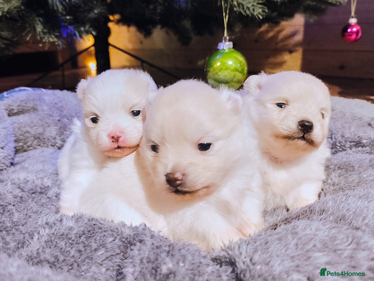 Pomeranian dogs Tiny white/cream KC Pomeranian puppies  - Advert 3
