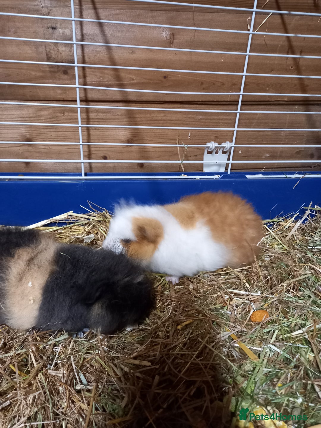 Guinea Pig rodents for sale: Swiss baby guinea-pigs  - Advert 3