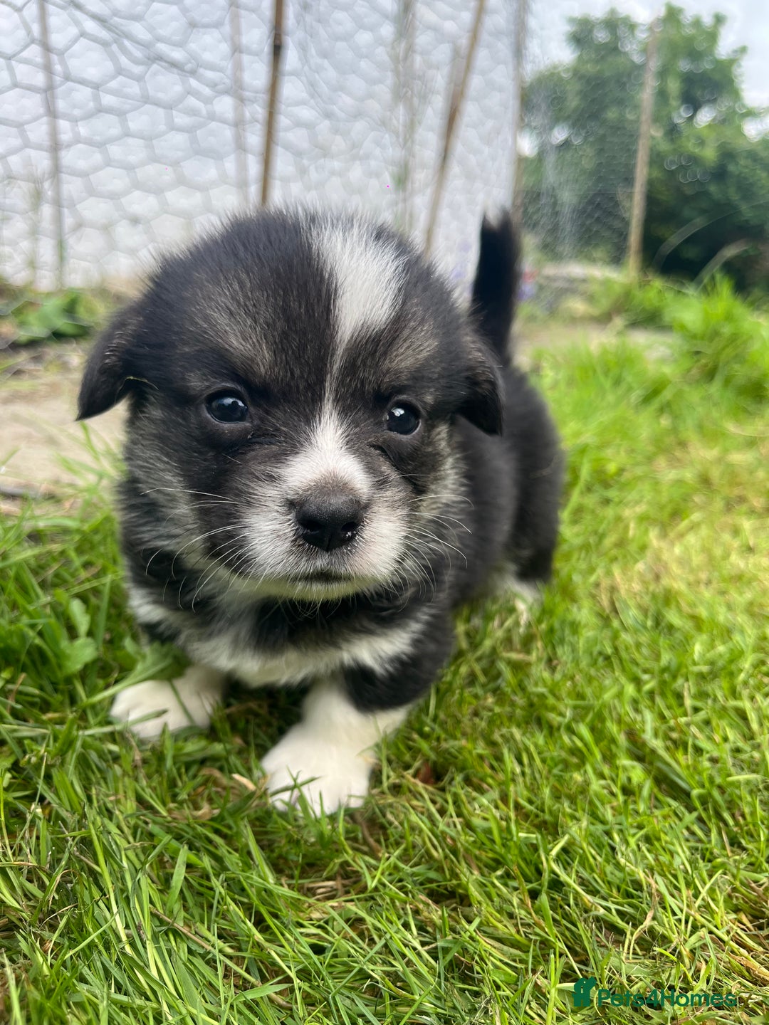 Welsh Corgi Pembroke dogs for sale: KC Registered Cuties! Pembrokeshire Corgi Puppies - Image 9