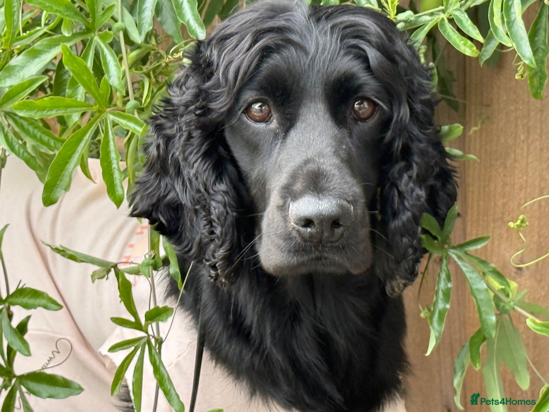 Cocker Spaniel dogs for sale: Chunky Show Cocker Spaniel Puppies 🤩🥰 - Advert 2