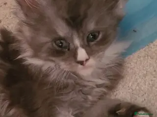 Maine Coon cats Maine coon kittens - Advert 5