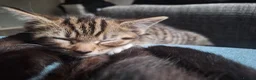 Mixed Breed cats for sale: 3 little boys and 1 girl  - Advert 22