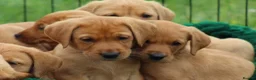 Labrador Retriever dogs for sale: *Ready Now* Labrador Puppies For Sale  - Advert 22