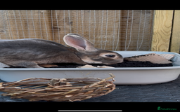 Rex rabbits for sale: 2 y/o Lavender - Image 13