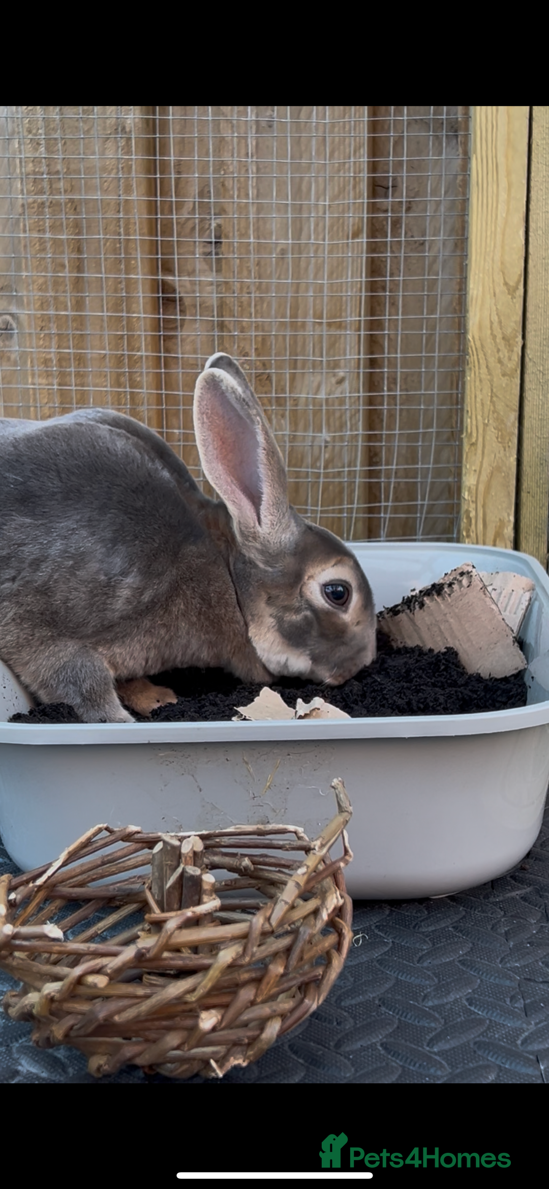 Rex rabbits for sale: 2 y/o Lavender - Image 13
