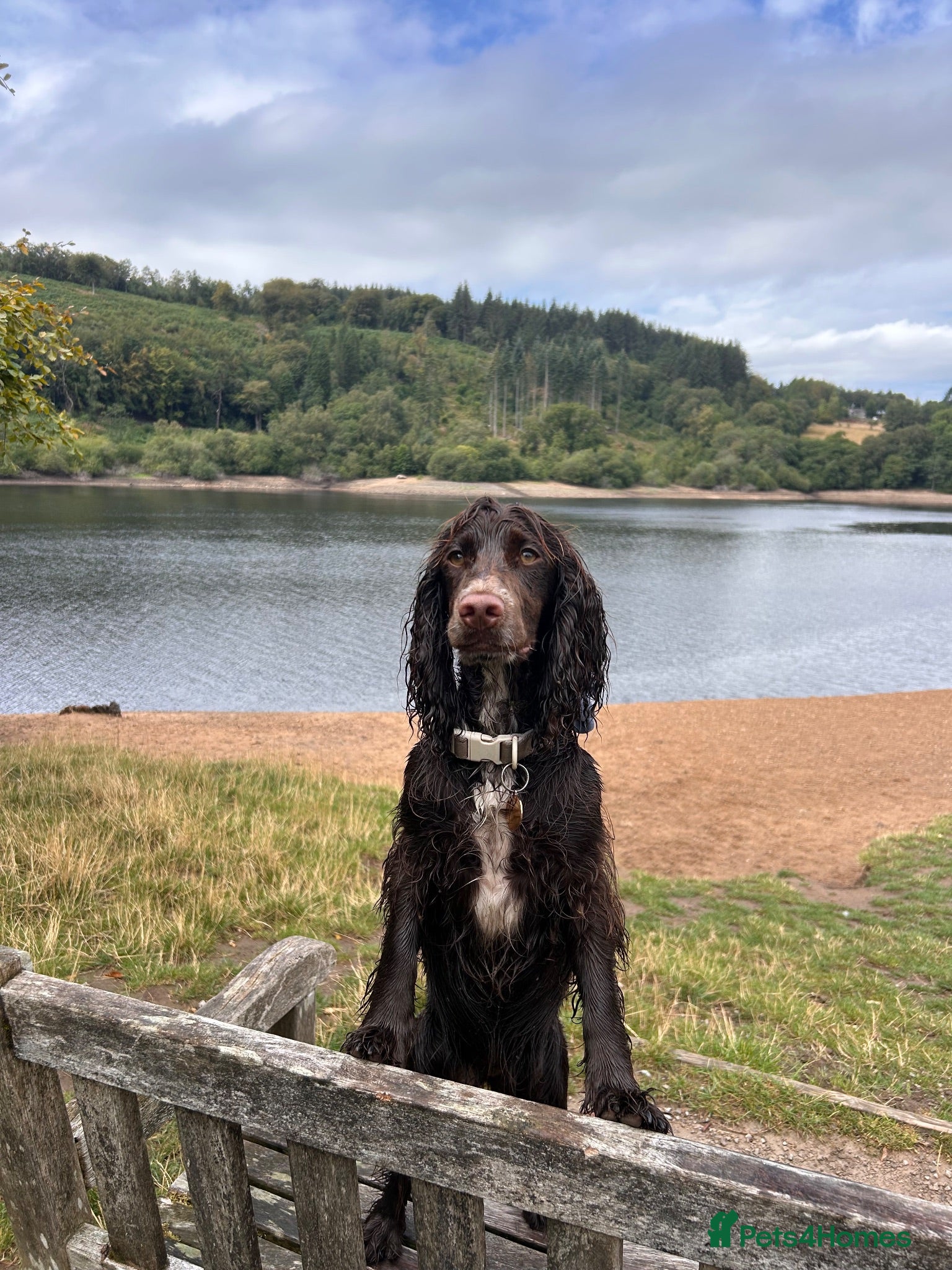 Cocker Spaniel dogs Gorgeous Fig Looking For Family Home - Advert 4