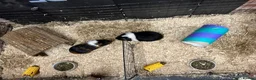 Guinea Pig rodents for sale: Free to good home pair of acquainted males in Droitwich - Advert 3